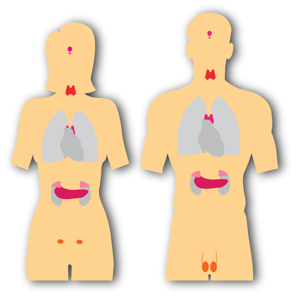 endocrine-system-g84dd367ae_1920