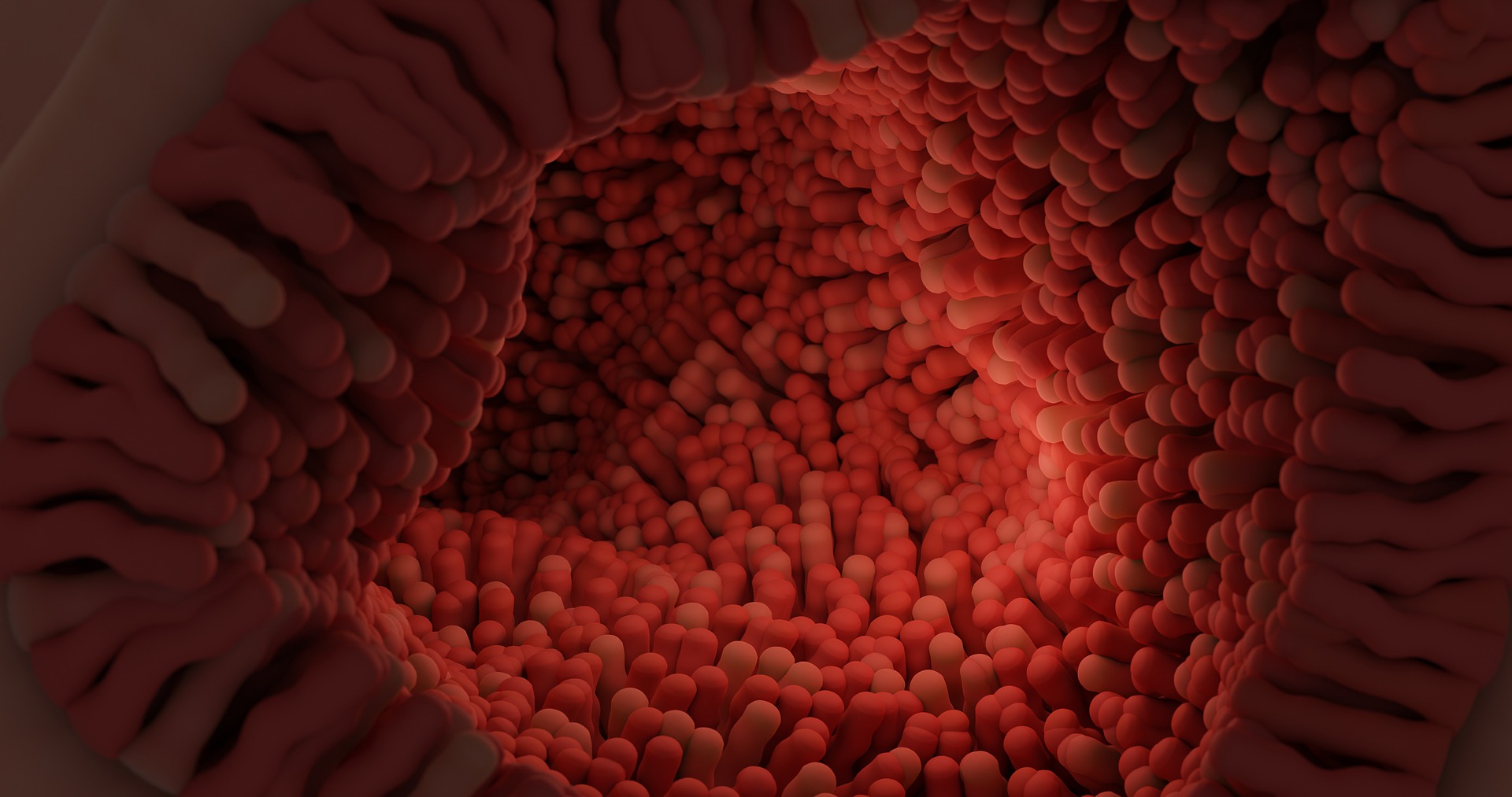 intestinal-villi-g39374d271_1920