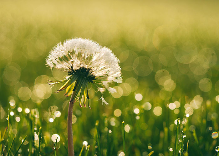 servizi_allergologia