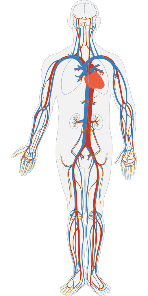 human-body-g400ccdacf_1280